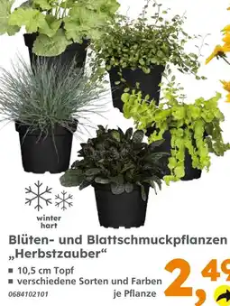 Globus Baumarkt Blüten- und blattschmuckpflanzen herbstzauber Angebot