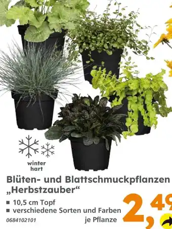 Globus Baumarkt Blüten- und blattschmuckpflanzen herbstzauber Angebot