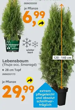 Globus Baumarkt Der heckenprofi thuja occ. brabant Angebot