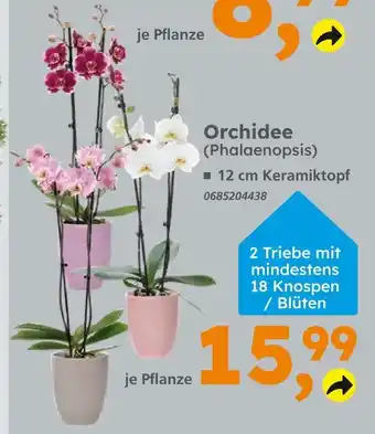 Globus Baumarkt Orchidee (phalaenopsis) Angebot
