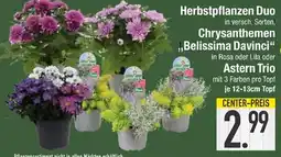 Edeka Chrysanthemen belissima davinci oder astern trio Angebot