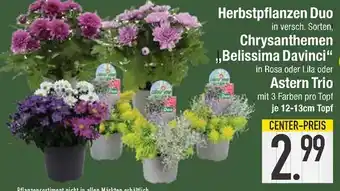 Edeka Chrysanthemen belissima davinci oder astern trio Angebot