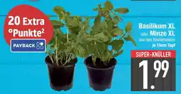 Edeka Basilikum xl oder minze xl Angebot