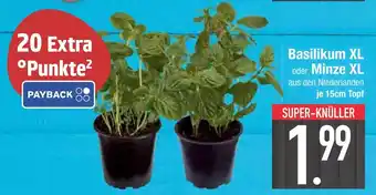 Edeka Basilikum xl oder minze xl Angebot