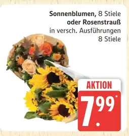 Marktkauf Sonnenblumen Angebot