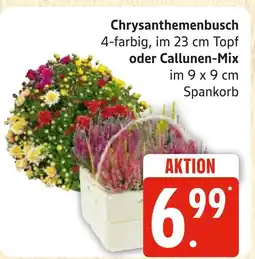 Marktkauf Chrysanthemenbusch Angebot