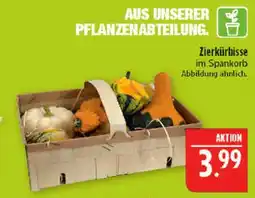 Marktkauf Zierkürbisse Angebot