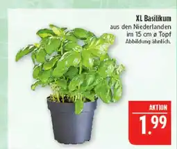 Marktkauf Xl basilikum Angebot