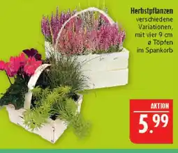 Marktkauf Herbstpflanzen Angebot