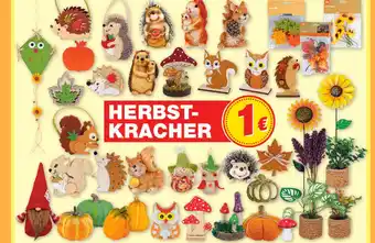 Marktkauf Herbst-dekoration Angebot
