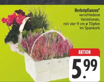 Edeka Herbstpflanzen Angebot