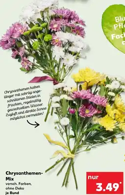 Kaufland Chrysanthemen- Mix Angebot