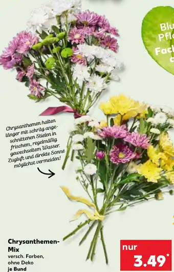 Kaufland Chrysanthemen- Mix Angebot