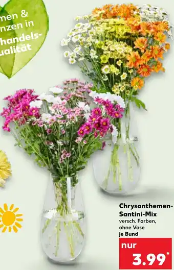 Kaufland Chrysanthemen- Santini-Mix Angebot