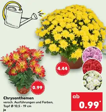 Kaufland Chrysanthemen Angebot