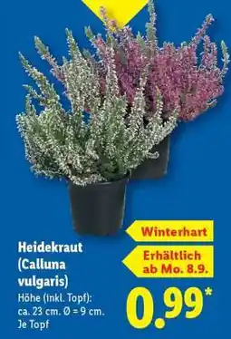 Lidl Heidekraut „Calluna vulgaris“ Angebot