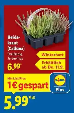 Lidl Heidekraut (Calluna) Angebot