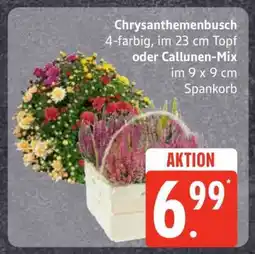 Edeka Chrysanthemenbusch oder Callunen-Mix Angebot