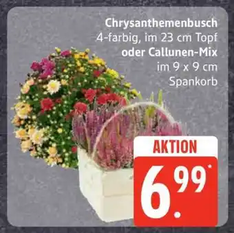 Edeka Chrysanthemenbusch oder Callunen-Mix Angebot