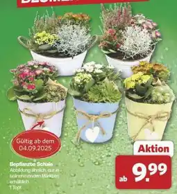 Famila Nord Ost Bepflanzte Schale Angebot