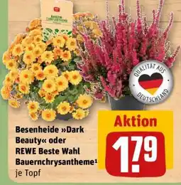 REWE Besenheide Dark Beauty oder REWE Beste Wahl Bauernchrysantheme Angebot