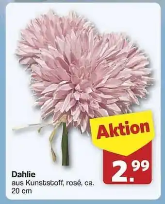 Famila Nord Ost Dahlie Angebot