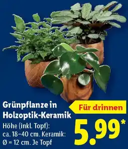 Lidl Grünpflanze in Holzoptik-Keramik Angebot