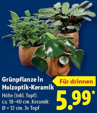Lidl Grünpflanze in Holzoptik-Keramik Angebot