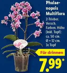 Lidl Phalaenopsis Multiflora Angebot