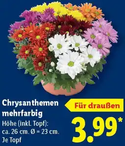 Lidl Chrysanthemen mehrfarbig Angebot