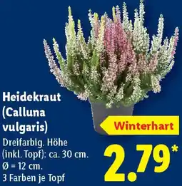 Lidl Heidekraut (Calluna vulgaris) Angebot