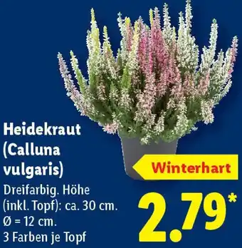Lidl Heidekraut (Calluna vulgaris) Angebot