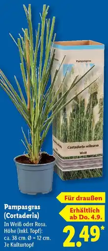 Lidl Pampasgras (Cortaderia) Angebot