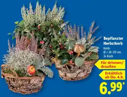 Lidl Bepflanzter Herbstkorb Angebot