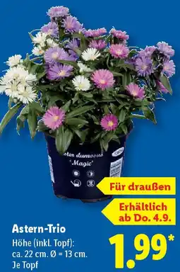 Lidl Astern-Trio Angebot