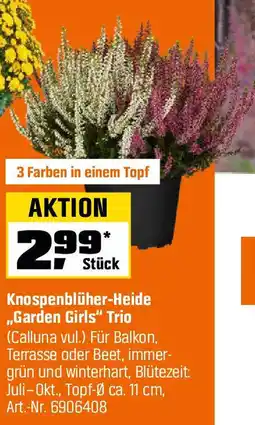 OBI Knospenblüher-Heide „Garden Girls" Trio Angebot
