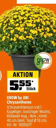 OBI GROW by OBI Chrysantheme (Chrysanthemum ind.) Angebot