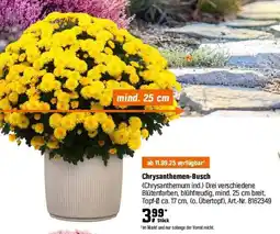 OBI Chrysanthemen-Busch (Chrysanthemum ind.) Angebot