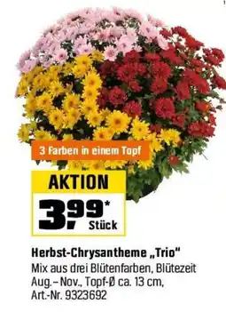 OBI Herbst-Chrysantheme „Trio“ Angebot