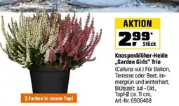 OBI Knospenblüher-Heide „Garden Girls" Trio Angebot