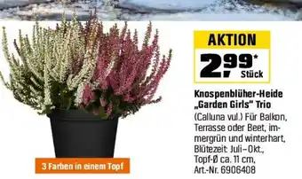 OBI Knospenblüher-Heide „Garden Girls" Trio Angebot