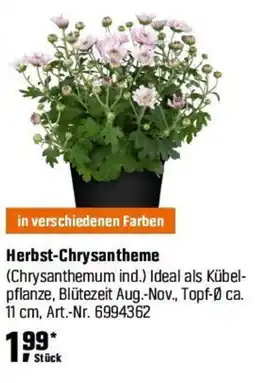 OBI Herbst-Chrysantheme Angebot