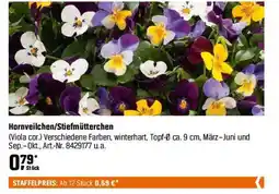 OBI Hornveilchen/Stiefmütterchen Angebot