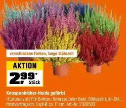 OBI Knospenblüher-Heide gefärbt Angebot
