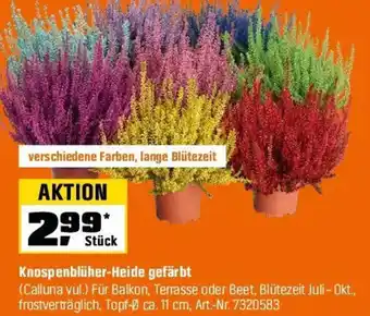 OBI Knospenblüher-Heide gefärbt Angebot