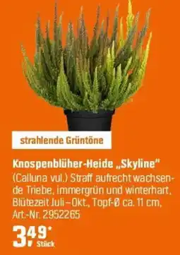 OBI Knospenblüher-Heide „Skyline" (Calluna vul.) Angebot