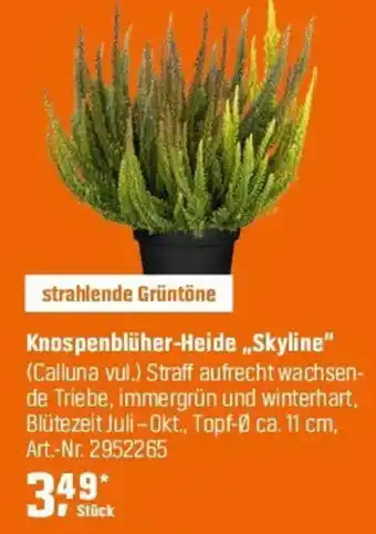 OBI Knospenblüher-Heide „Skyline" (Calluna vul.) Angebot
