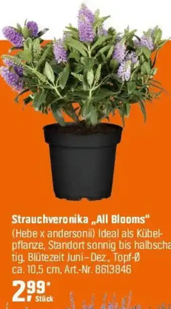 OBI Strauchveronika „All Blooms" (Hebe x andersonii) Angebot