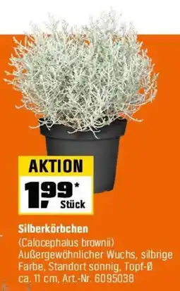OBI Silberkörbchen (Calocephalus brownii) Angebot