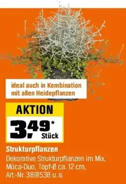 OBI Strukturpflanzen Angebot